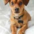 Yorkie Weiner Dog Mix