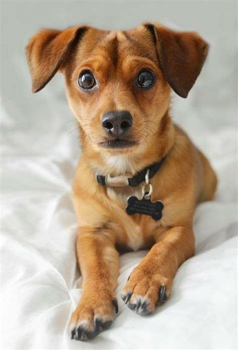 Yorkie Weiner Dog Mix