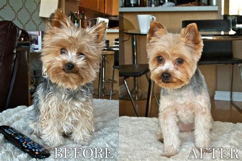 Yorkie Winter Haircuts