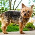 Yorkie With Docked Tail