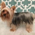 Yorkie With Long Hair