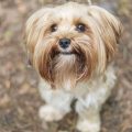 Yorkie With Ponytail