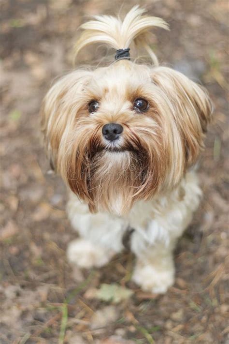 Yorkie With Ponytail