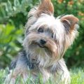 Yorkie With Silver Hair