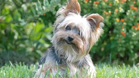 Yorkie With Silver Hair