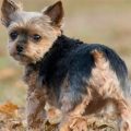 Yorkie With Tails