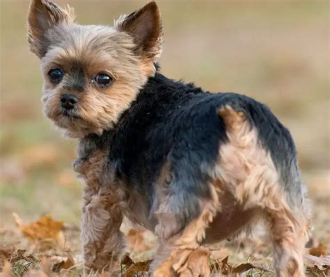 Yorkie With Tails