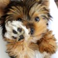 Yorkie With White Paws