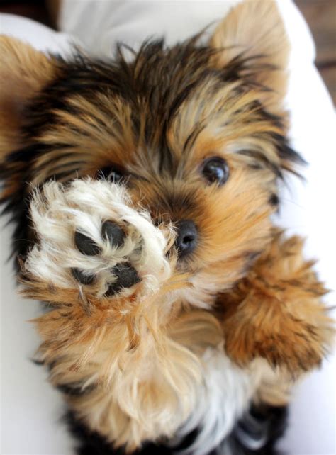 Yorkie With White Paws