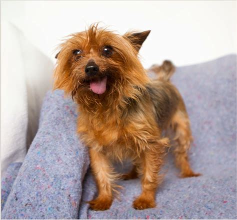 Yorkie Without Teeth