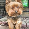 Yorkie Yorkshire Terrier Mini