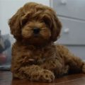 Yorkie and Cavapoo Mix: Traits and Care Guide