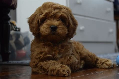 Yorkie and Cavapoo Mix: Traits and Care Guide