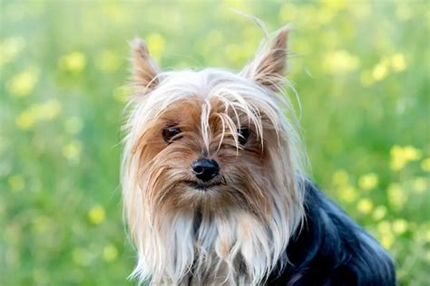 Yorkie arthritis symptoms