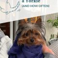 Yorkie bath temperature