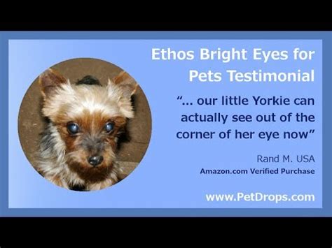 Yorkie cataract surgery