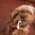 Yorkie dental anatomy