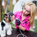 Yorkie dental anesthesia