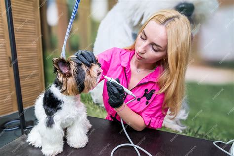 Yorkie dental anesthesia