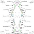 Yorkie dental chart