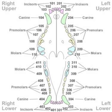 Yorkie dental chart