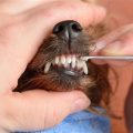 Yorkie dental cleaning