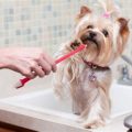 Yorkie dental cleaning cost