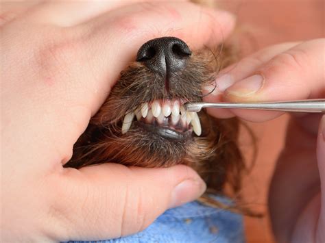 Yorkie dental cleaning