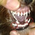 Yorkie dental disease