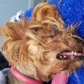 Yorkie dental emergency