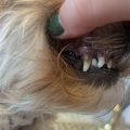 Yorkie dental problems