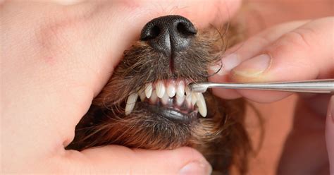 Yorkie dental scaling