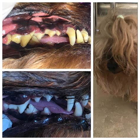 Yorkie dental sedation