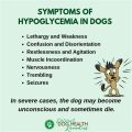 Yorkie diabetes symptoms