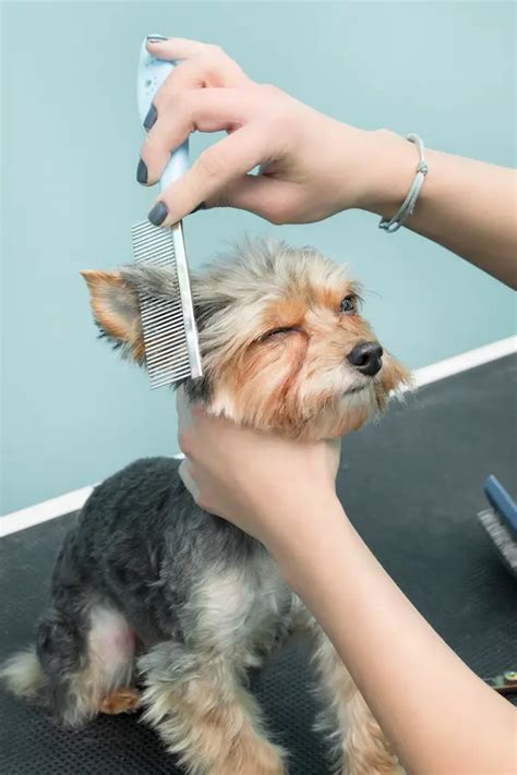 Yorkie ear cleaning