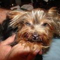 Yorkie eye problems