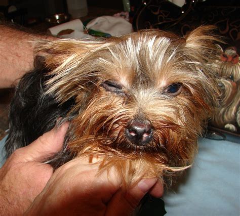 Yorkie eye problems