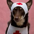 Yorkie first aid essentials