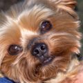 Yorkie flea prevention