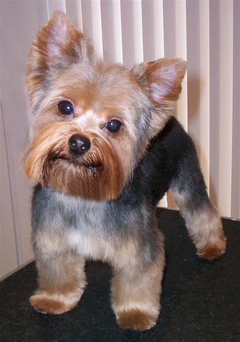 Yorkie grooming cost