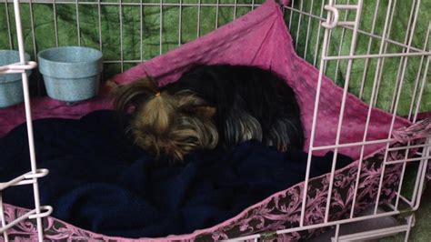 Yorkie labor symptoms