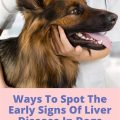 Yorkie liver disease signs