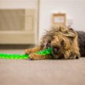 Yorkie mental stimulation