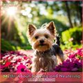 Yorkie neutering benefits