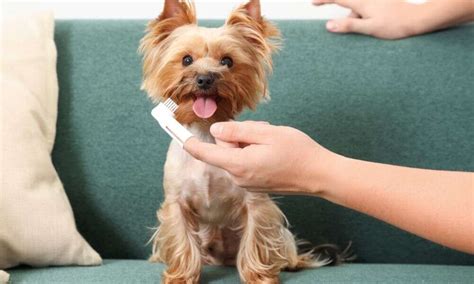 Yorkie oral hygiene