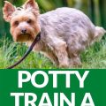 Yorkie potty schedule