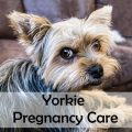 Yorkie pregnancy care