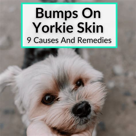 Yorkie skin problems