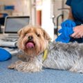 Yorkie spaying recovery