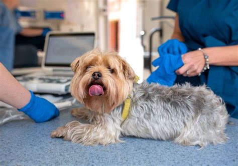 Yorkie spaying recovery